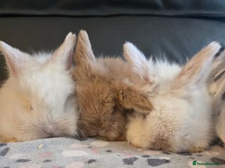 Mini Lion Lop rabbits Male teddywidder bunnies - Advert 5