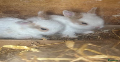 Lionhead rabbits - Advert 5