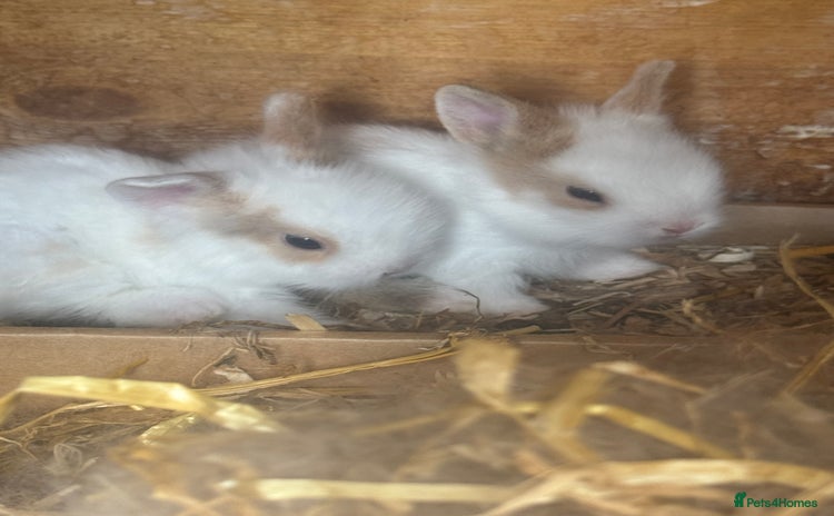 Lionhead rabbits - Advert 6
