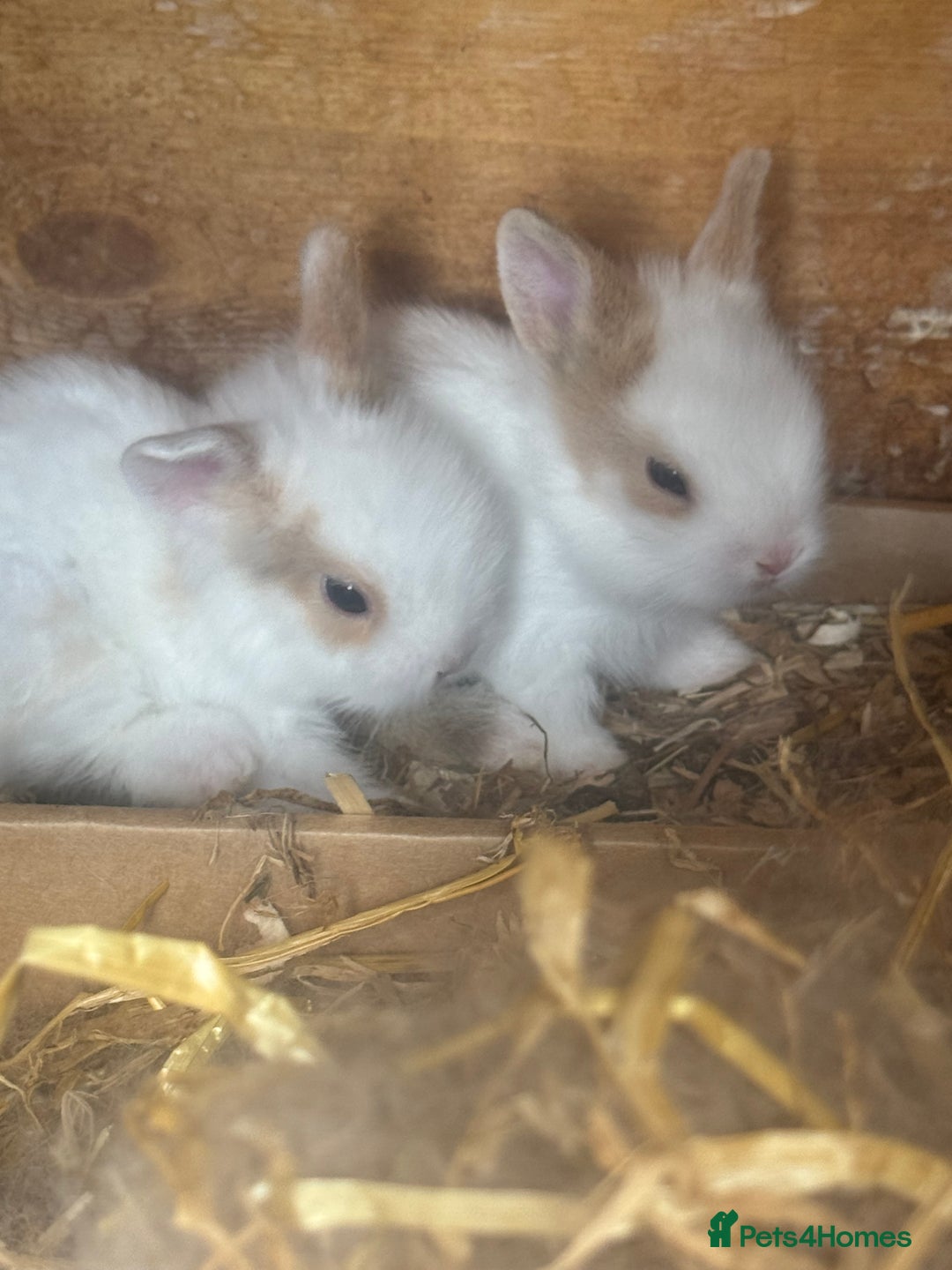Lionhead rabbits for sale: Mini lops and lion heads for sale  - Image 1
