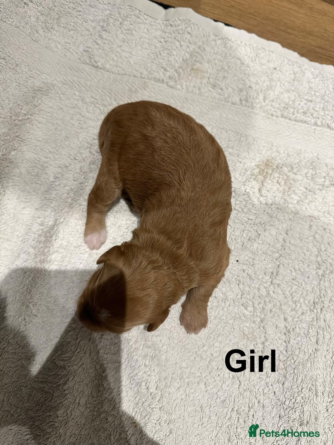 Cavapoo dogs for sale: F1B Cavapoo Puppies - Advert 5