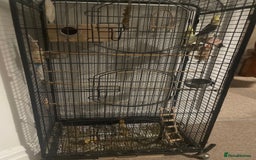 Cockatiels birds for sale: Cockatiels  - Image 2