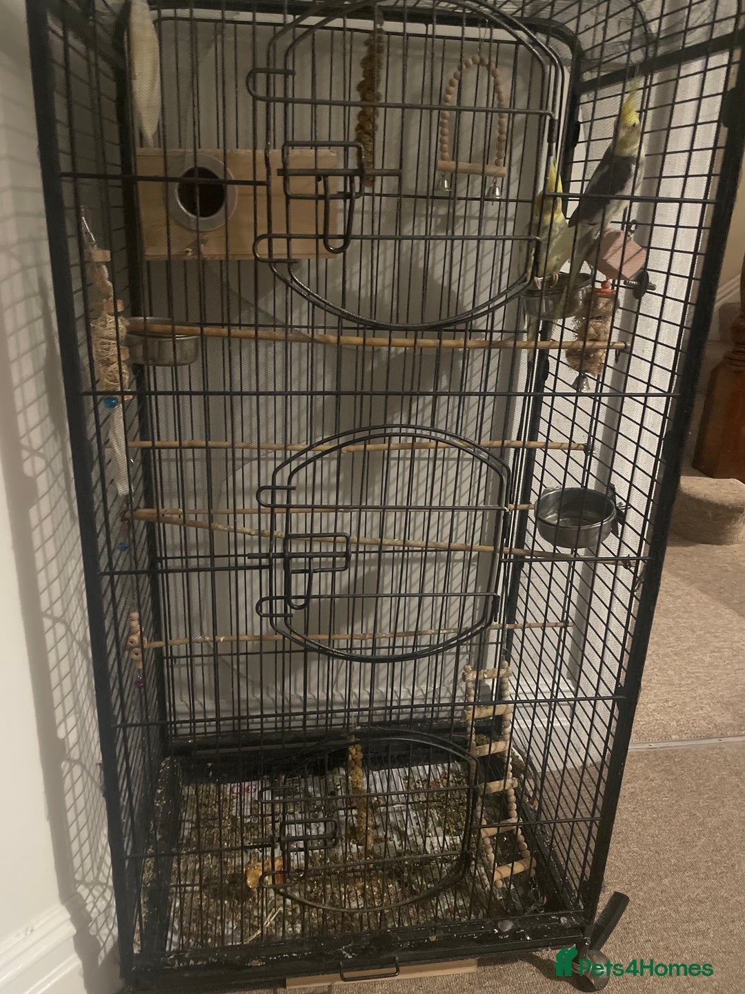 Cockatiels birds for sale: Cockatiels  - Image 2