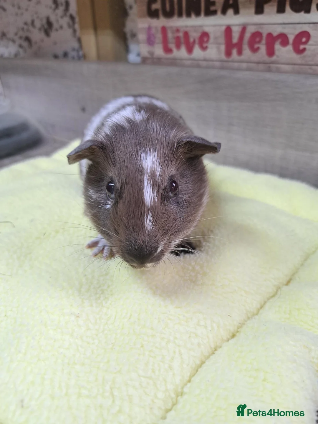Guinea Pig rodents for sale: Male Baby Guinea Pig - Leeds Area - Advert 2