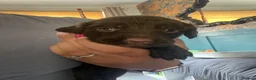 English Springer Spaniel dogs for sale: 6x Brown Springer Puppies  - Advert 13