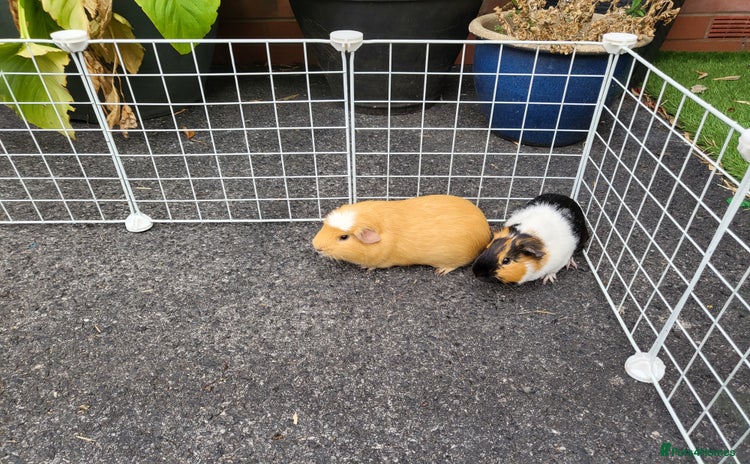 Guinea Pig rodents - Advert 15