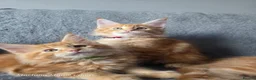 Maine Coon cats for sale: Red Tabby Girls GCCF (pet homes only) - Advert 2
