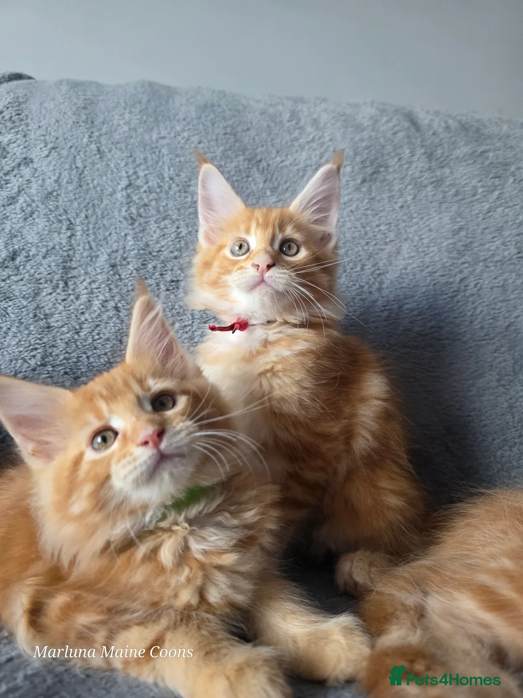 Maine Coon cats for sale: Red Tabby Girls GCCF (pet homes only) - Advert 2