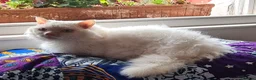 Munchkin cats for sale: Handsome Male Munchkin - Advert 4
