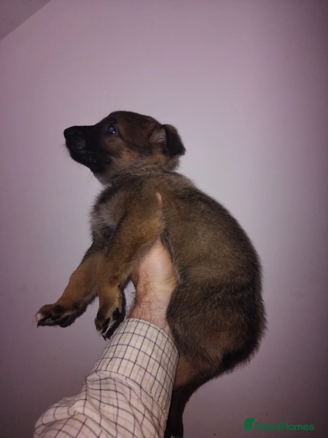 German Shepherd dogs for sale: German shepherd Czech line pups kc registered  - Advert 15