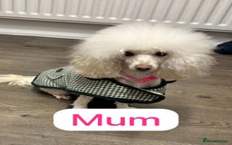 Toy Poodle dogs for sale: Toy poodles  - Image 19