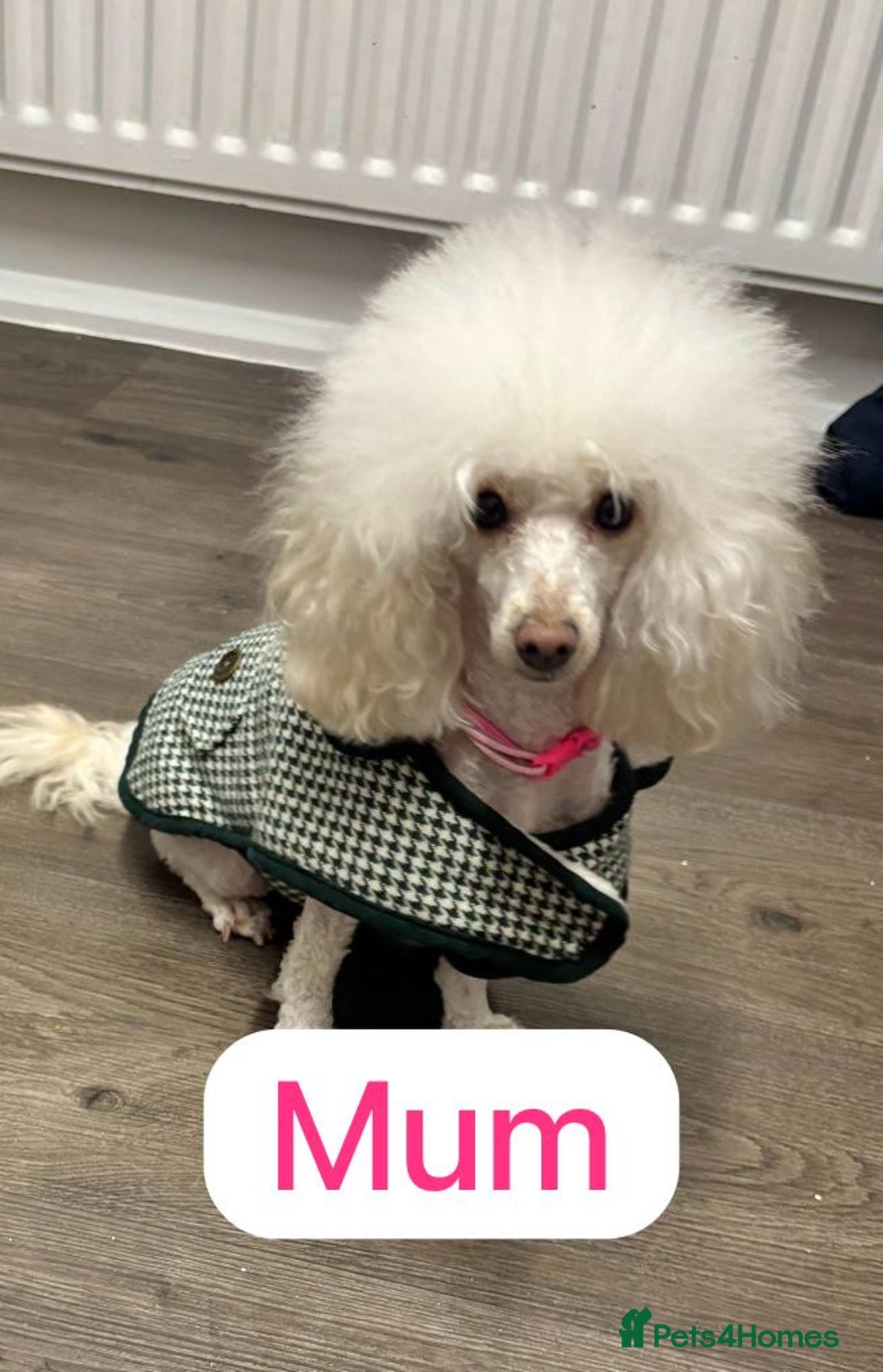 Toy Poodle dogs for sale: Toy poodles  - Image 19