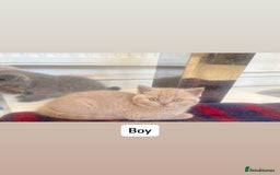 British Shorthair cats for sale: British shorthair kittens - Image 2