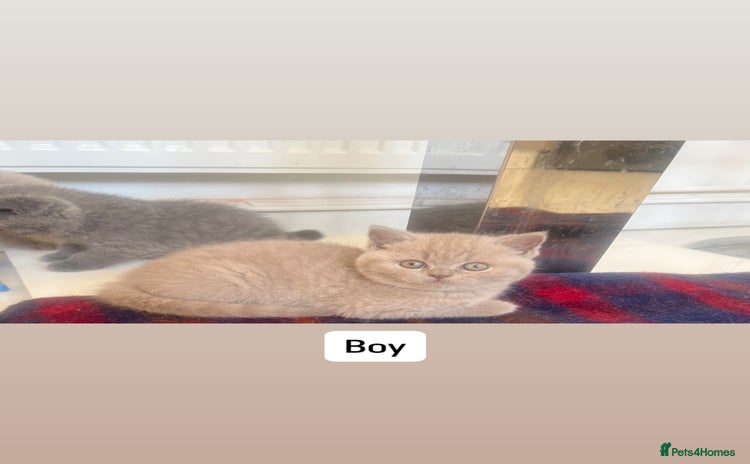 British Shorthair cats - Advert 13