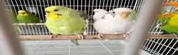 Budgerigars birds for sale: Mixed variety of Budgies For Sale - Advert 10