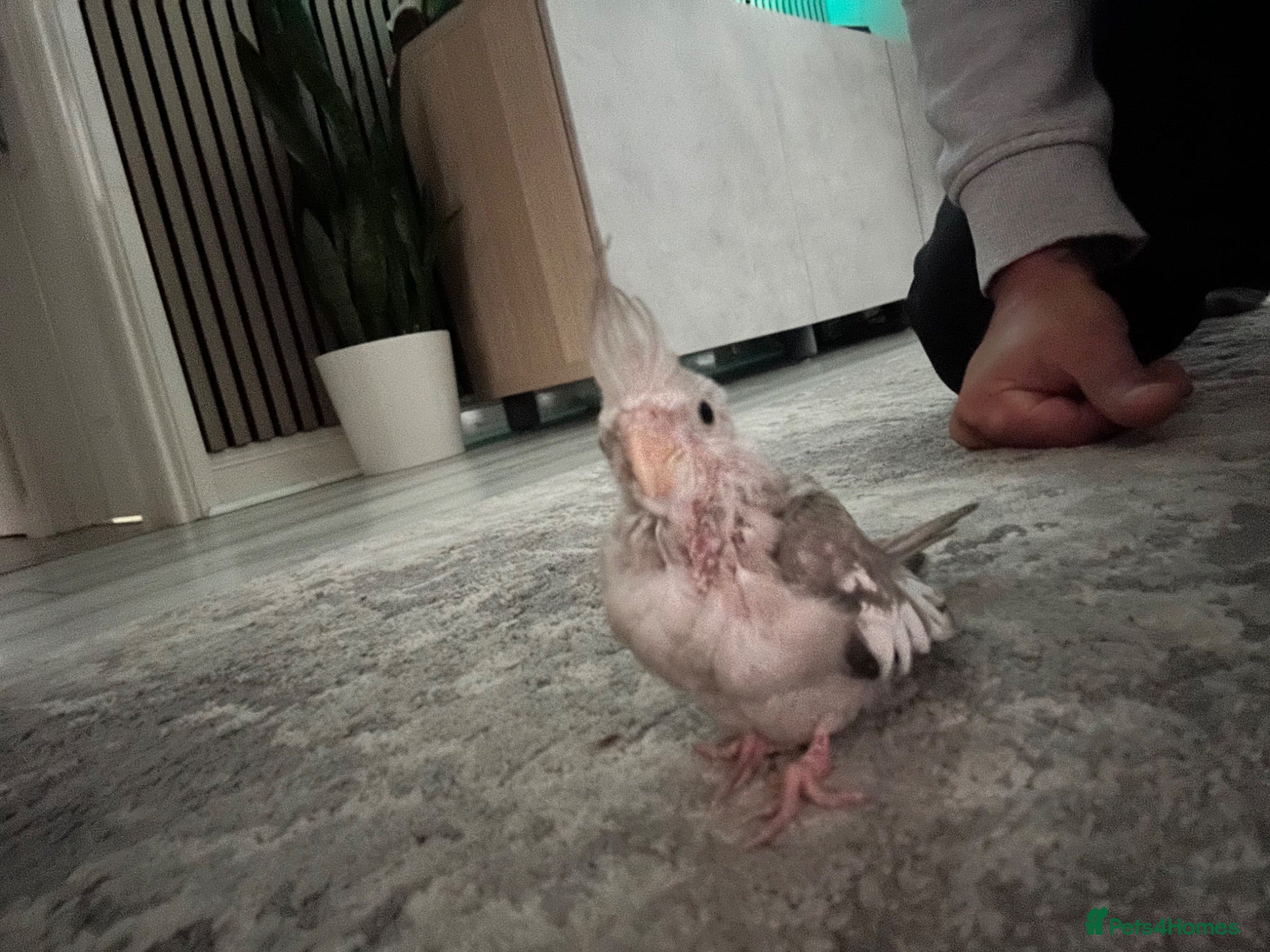 Cockatiels birds Hand Tame Grey Pied Cockatiel Chick - Advert 18