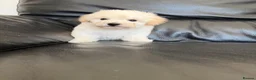 Maltipoo dogs for sale: Now ready for new homes.  - Advert 9