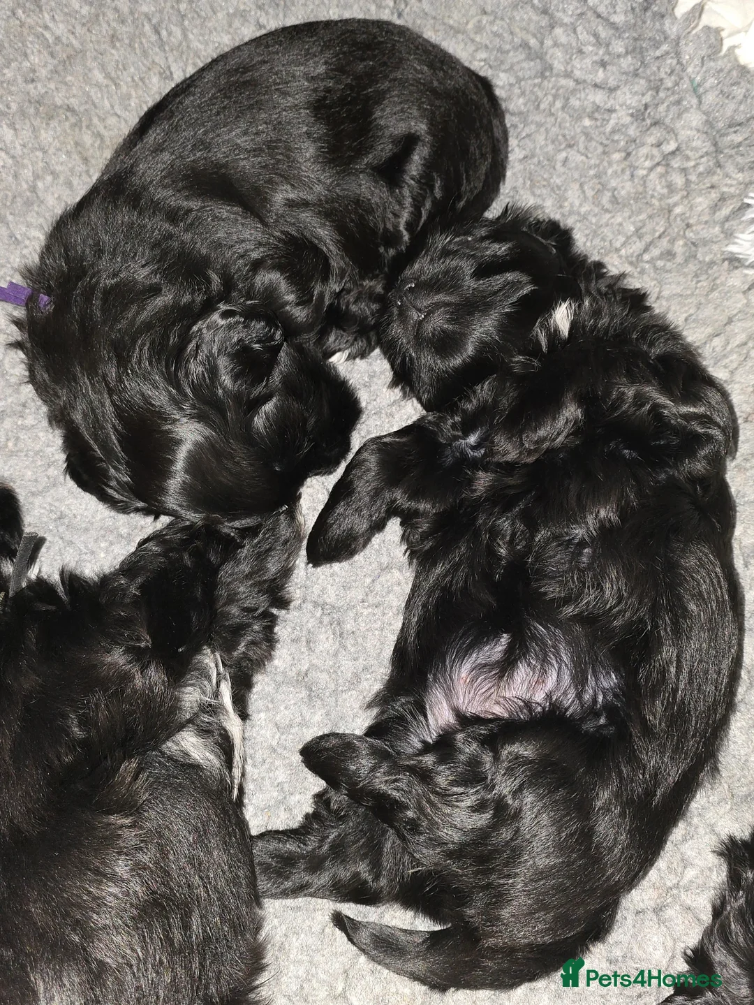 Havanese dogs for sale: The Dog of the 21st Century! in Haverfordwest - Advert 3