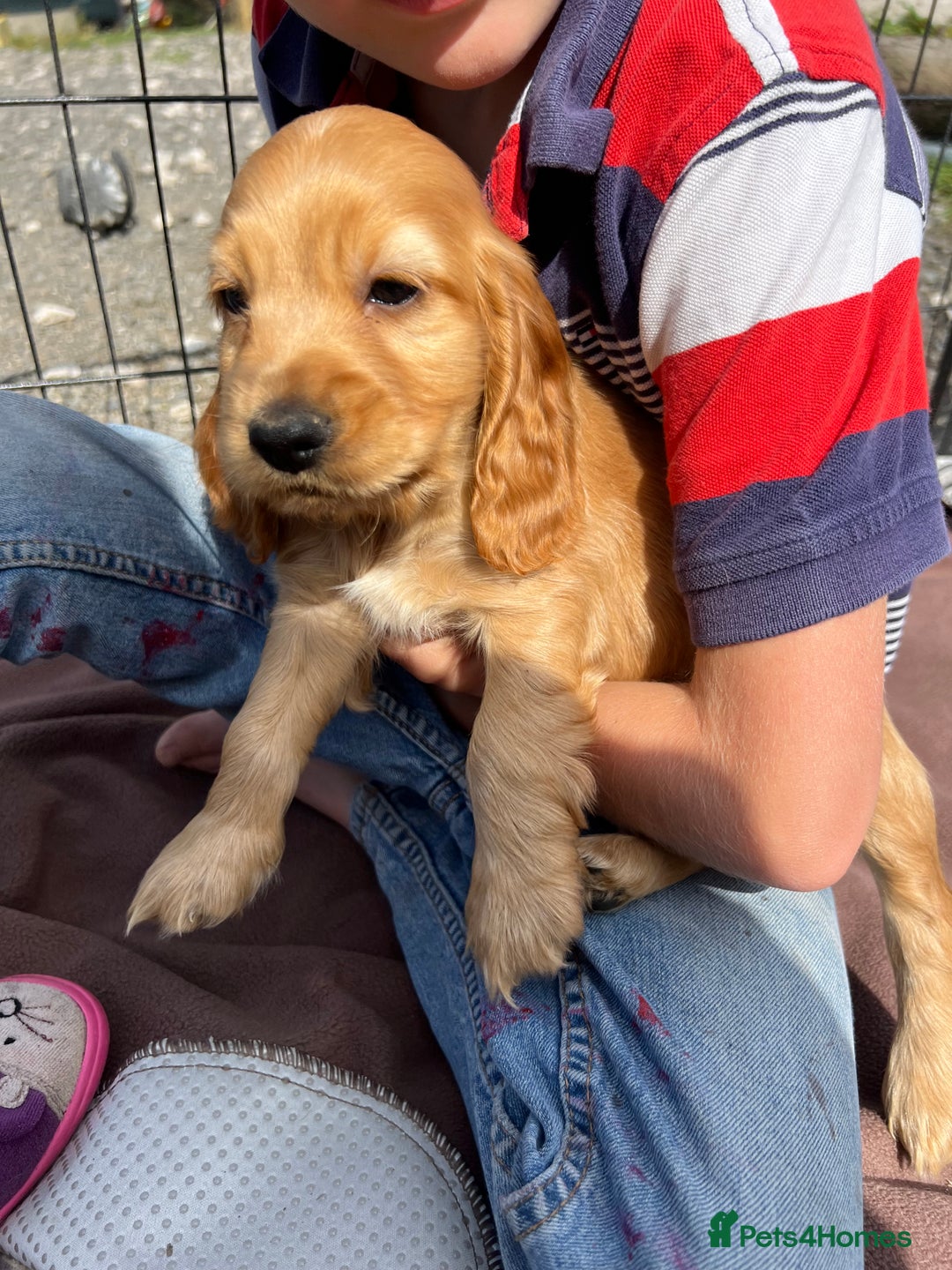 Cocker Spaniel dogs for sale: Show Cocker Puppies - Image 14