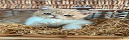 Exotic cats for sale: Stunning exotic kittens high quality m - Advert 26