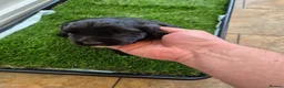 Cocker Spaniel dogs for sale: Stunning KC Reg Small type cocker spaniel  - Advert 8
