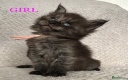 Maine Coon cats for sale: MaineCoon Kittens For Sale Black Smoke - Image 8