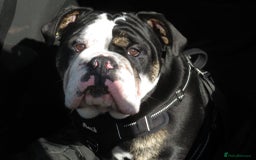 Olde English Bulldogge dogs for stud: Olde English Bulldogge (Black, white and brindle) - Image 31