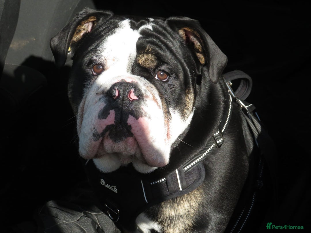 Olde English Bulldogge dogs for stud: Olde English Bulldogge (Black, white and brindle) - Image 31