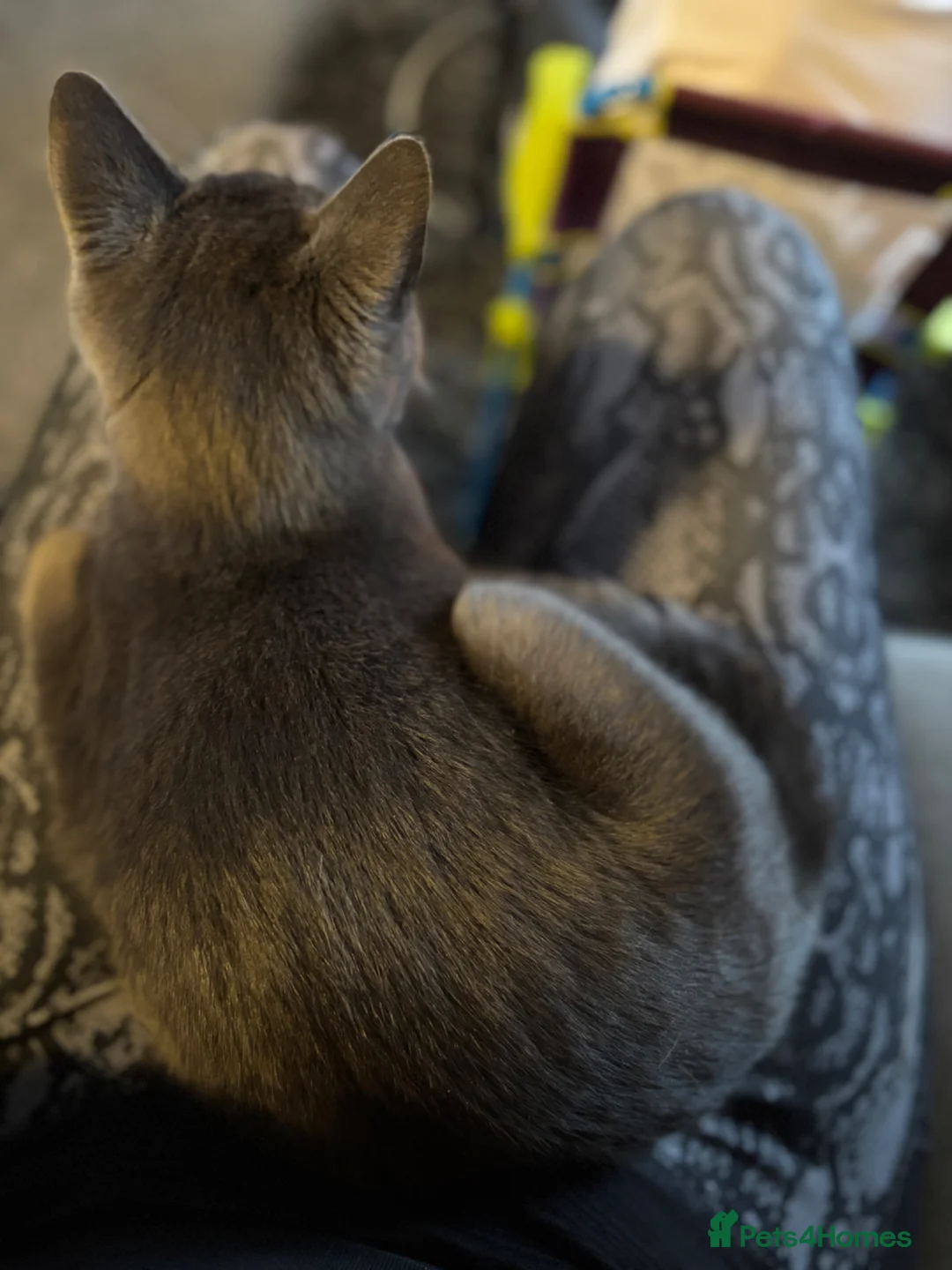 Mixed Breed cats for sale: Teddy  - Advert 4