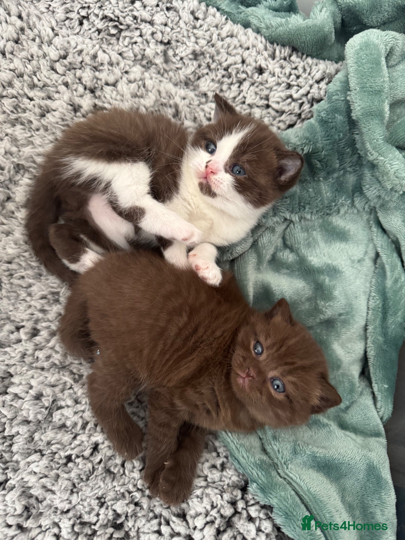 British Shorthair cats Chocolate bi colour British Shorthair Kitten  - Advert 5