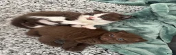British Shorthair cats for sale: Chocolate bi boy BSH Kitten - Advert 3