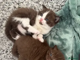 British Shorthair cats Chocolate bi colour British Shorthair Kitten - Advert 5