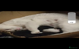 Turkish Angora cats for sale: Polydactyl male Turkish angora kittens - Image 7