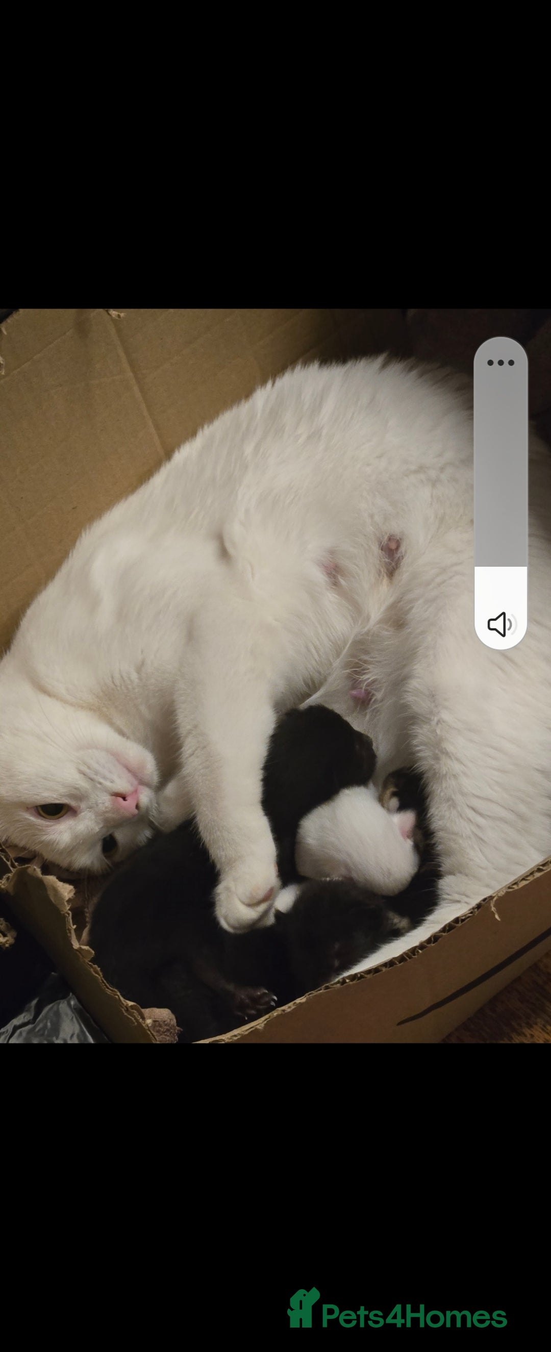 Turkish Angora cats for sale: Polydactyl male Turkish angora kittens - Image 7