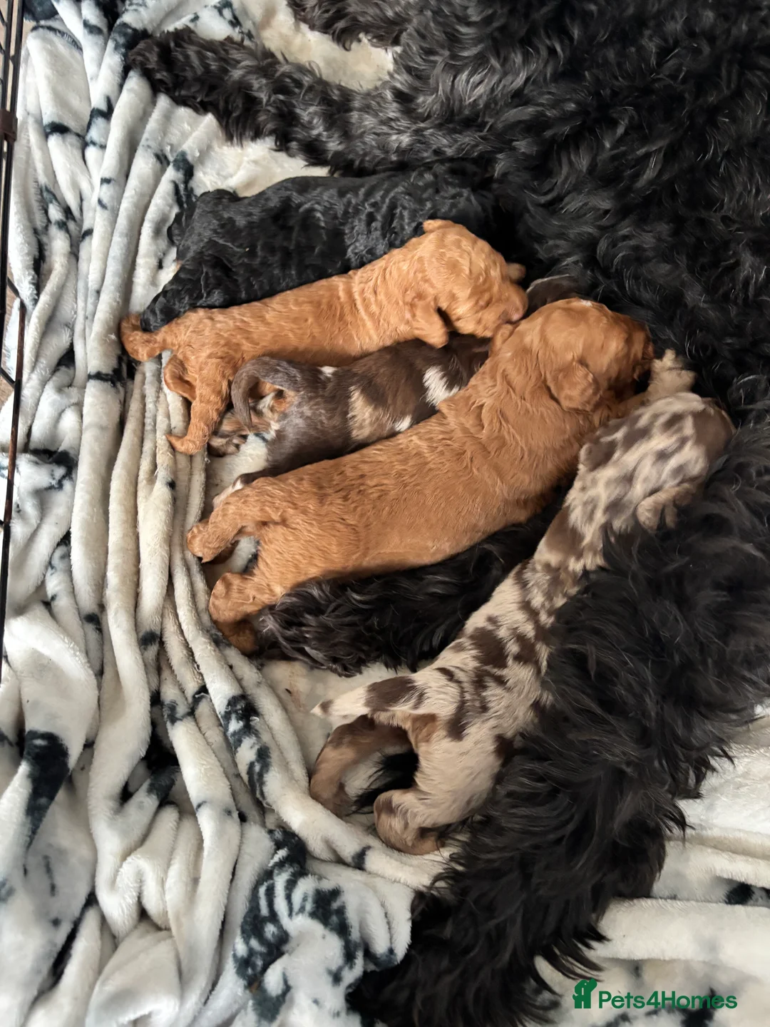 Cockapoo dogs for sale: F1B Pups - Advert 9