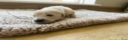Golden Retriever dogs for sale: Health tested and KC-stunning golden retrievers  - Advert 36