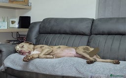 Mixed Breed dogs for sale: Looking for a new home - Image 2