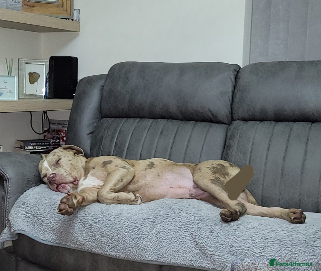 Mixed Breed dogs for sale: Looking for a new home - Image 2