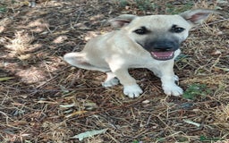 Mixed Breed dogs for adoption: OZZY, a Lovely Puppy Boy - for a Loving Home - Image 22