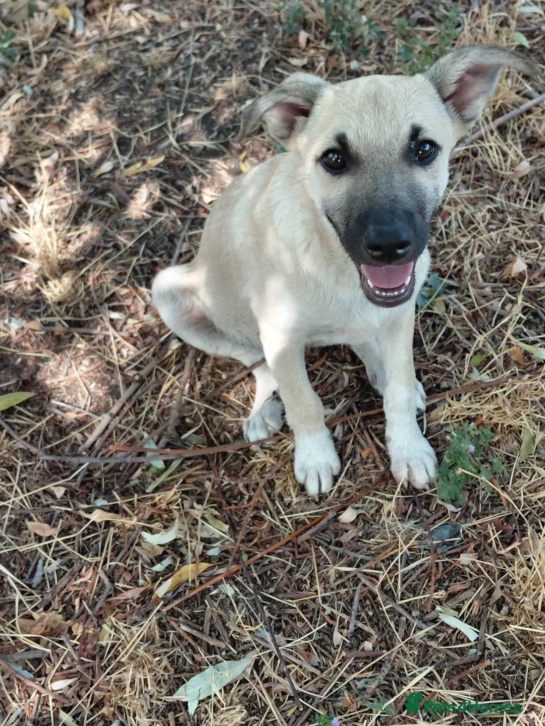 Mixed Breed dogs for adoption: OZZY, a Lovely Puppy Boy - for a Loving Home - Advert 22