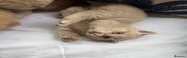 Scottish Fold 2