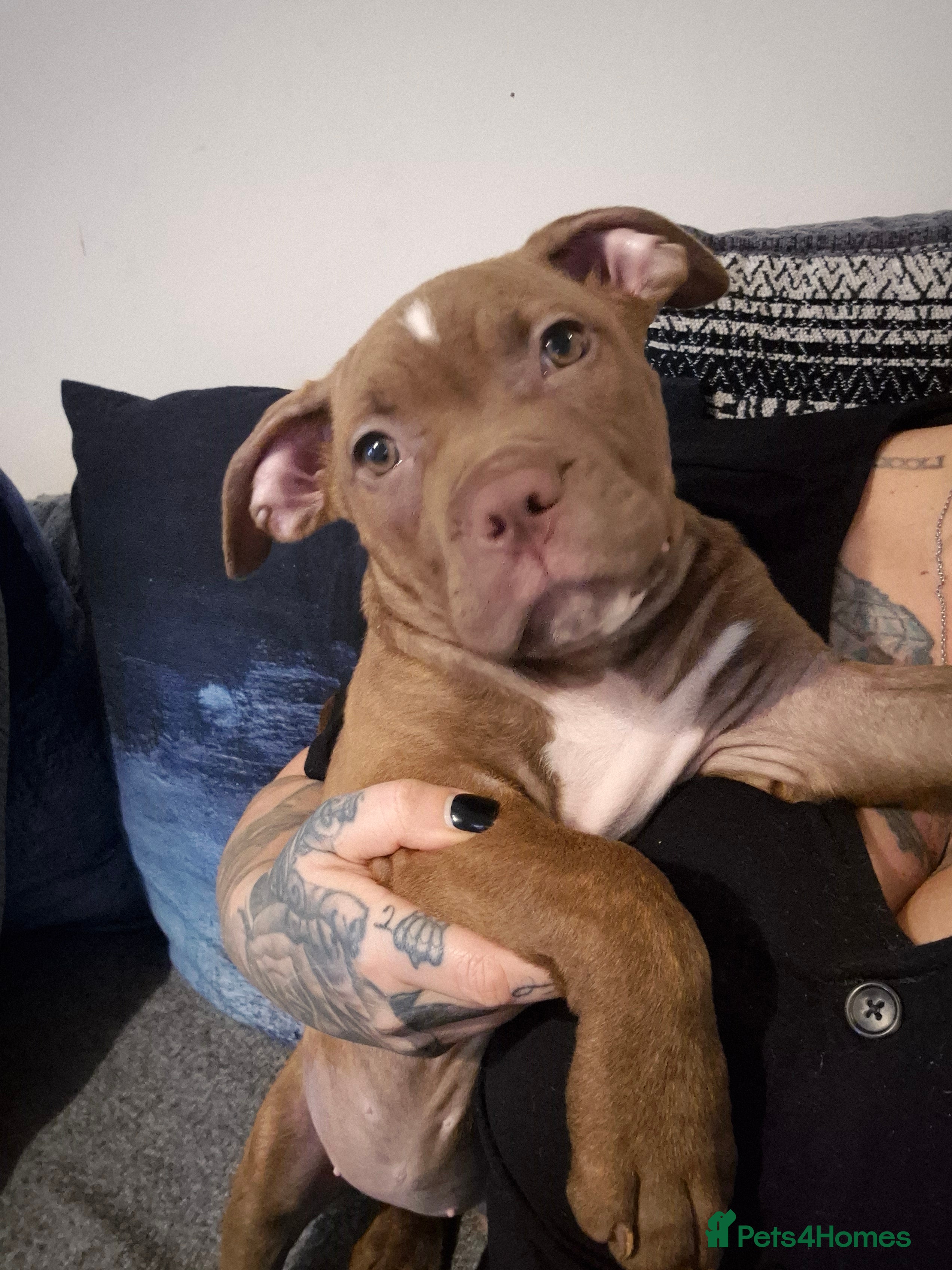 Mixed Breed dogs Female cane corso/staffy - Advert 1