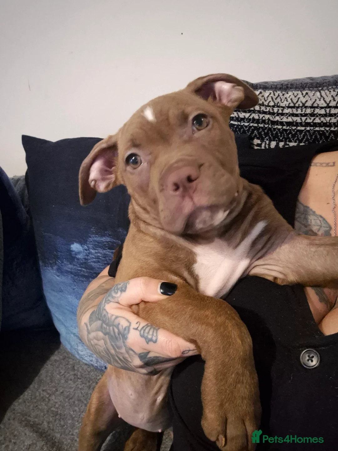 Mixed Breed dogs for sale: Female cane corso/staffy - Advert 1