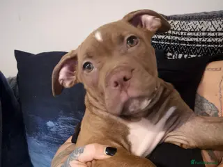 Mixed Breed dogs Female cane corso/staffy - Advert 2