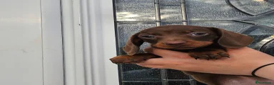 Dachshund Puppy 4