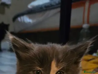 Maine Coon cats Maine coon - Advert 12