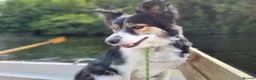 Border Collie dogs for sale: Border Collie - Advert 9