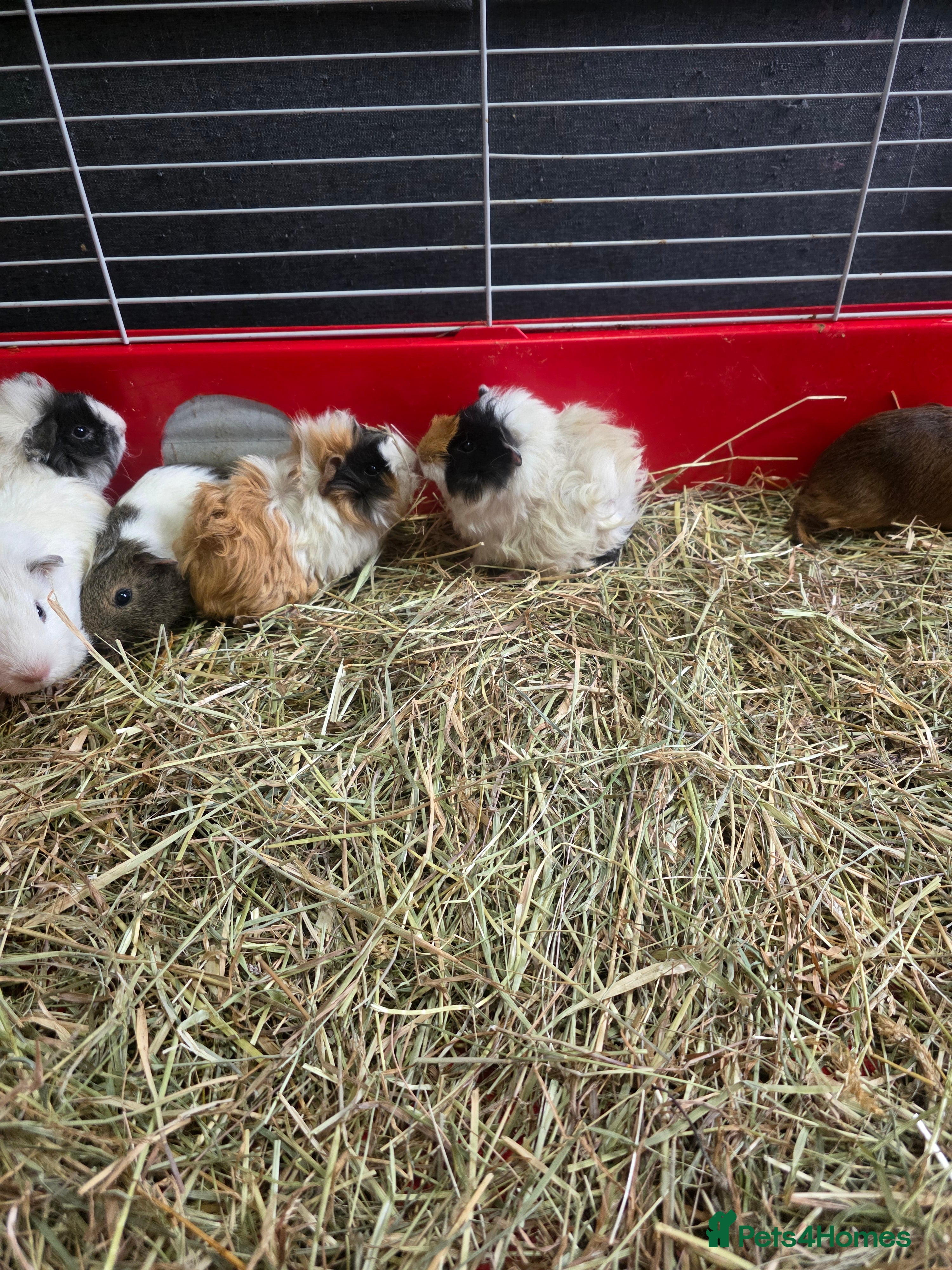 Guinea Pig rodents Baby Guinea pigs  - Advert 13