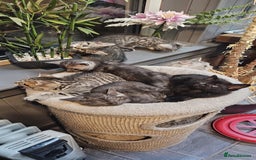 Maine Coon cats for sale: Maine coon cross kittens  - Advert 13