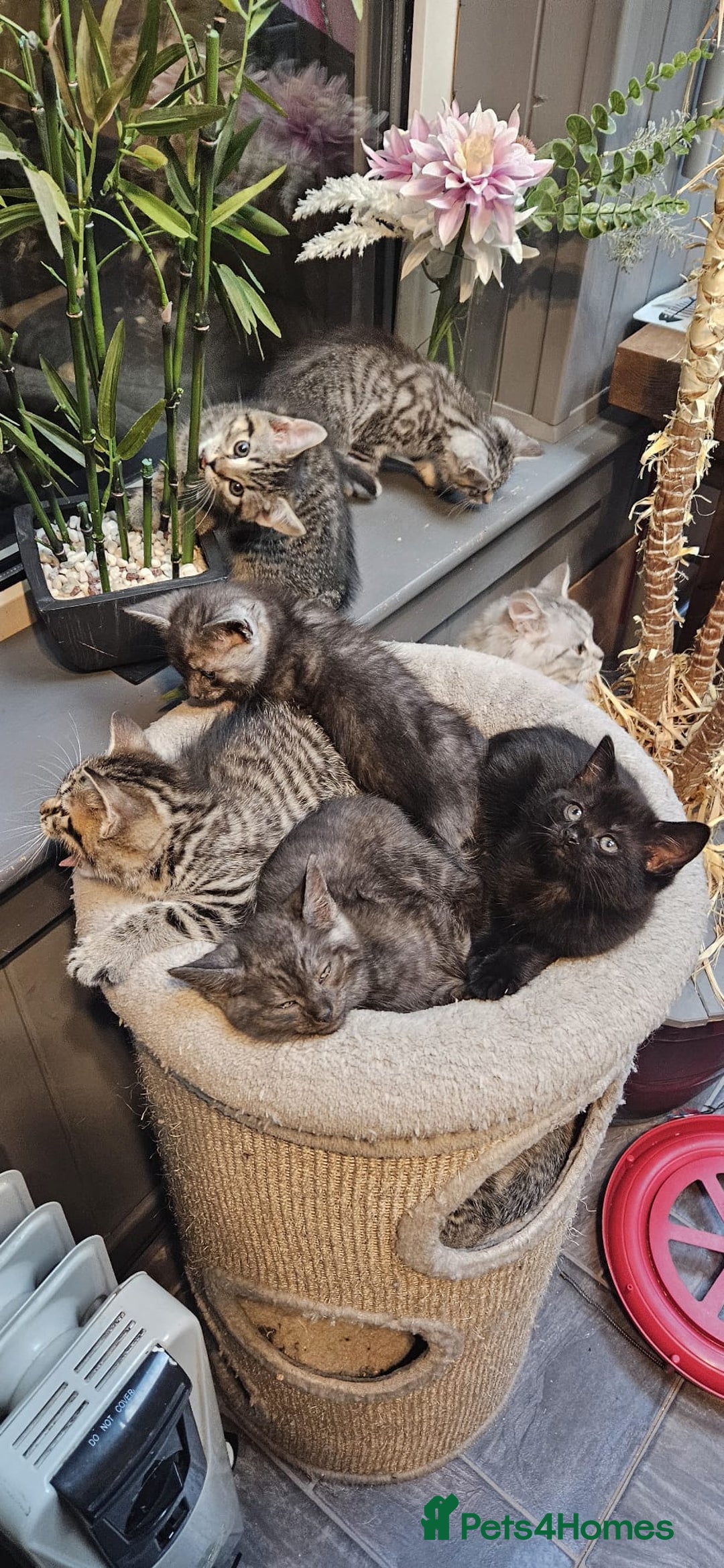 Maine Coon cats for sale: Maine coon cross kittens  - Advert 13